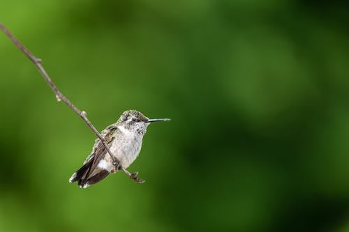 Free Brown creeper on thin tree twig in zoological garden Stock Photo