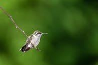 Brown creeper on thin tree twig in zoological garden