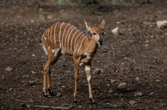 Bongo Calf Deer on Soil Ground