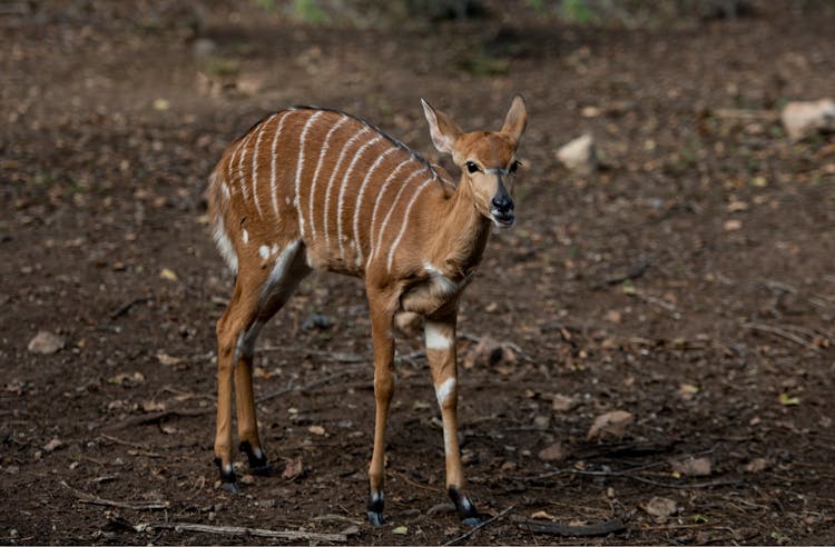 Bongo Calf Deer On Soil Ground