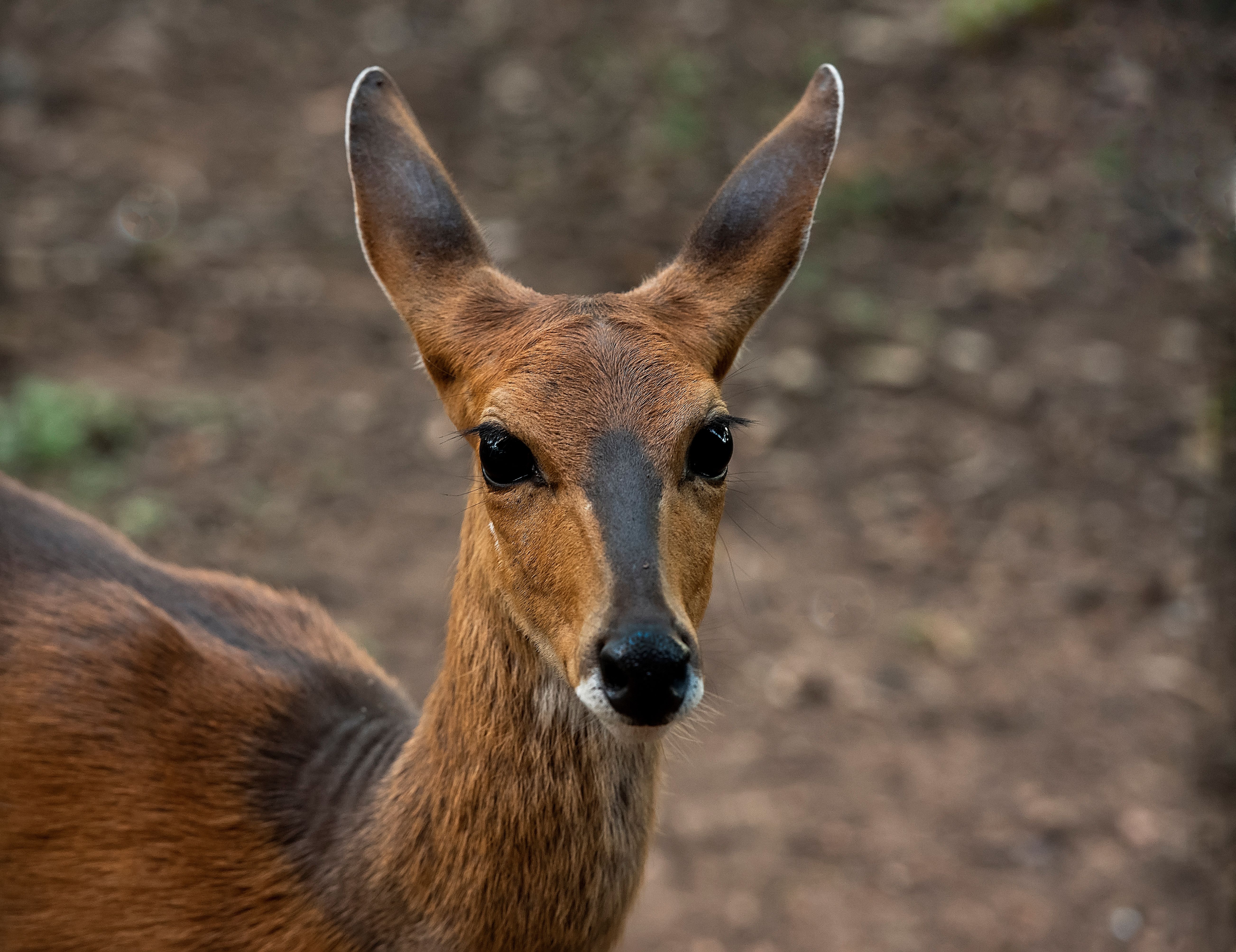 Mtunzini