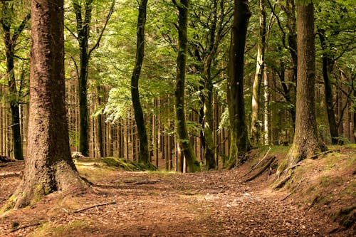 Forest trees in sunny summer day