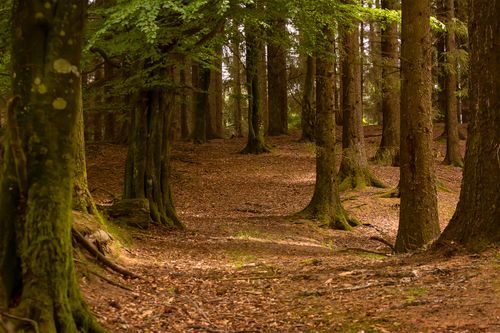Free Tall tree trunks covered with moss growing on ground under sunlight in summer day Stock Photo