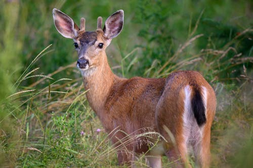 A Roe Deer Standing on Green Grass