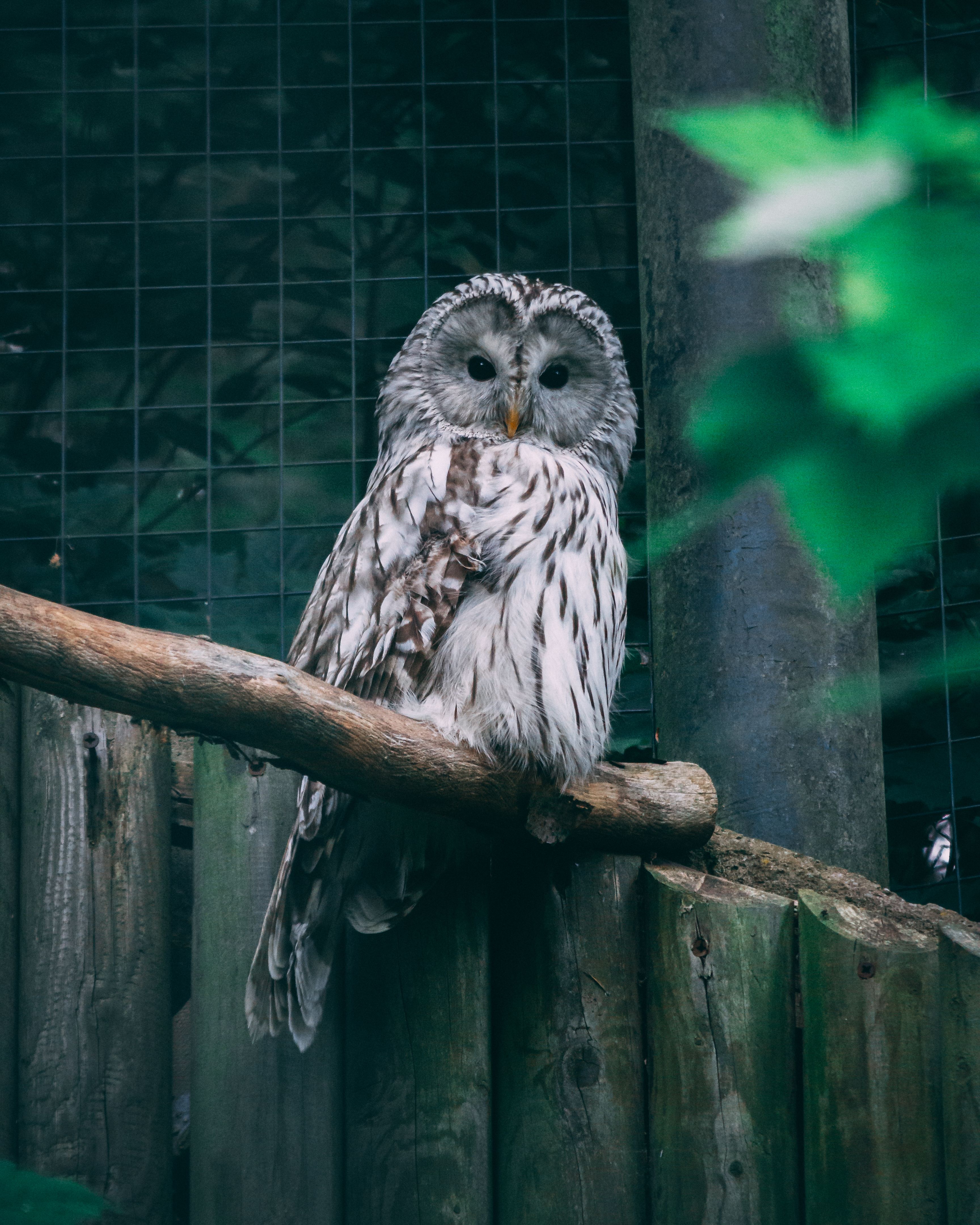 免費 strix uralensis, 偽裝, 凝視 的 免費圖庫相片 圖庫相片