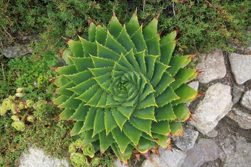 Big Green Spiral Aloe Near Small Cacti