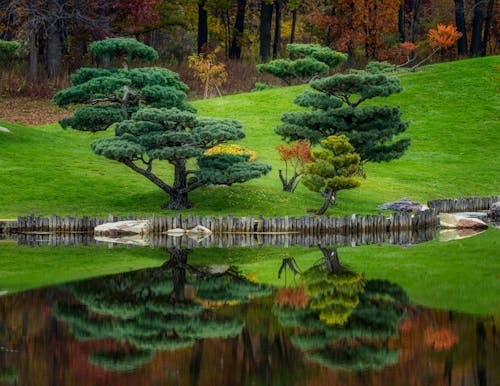 Amazing view of abundant Japanese niwaki trees growing in lush mixed forest on grassy lake shore and reflecting in calm clean water on early autumn day