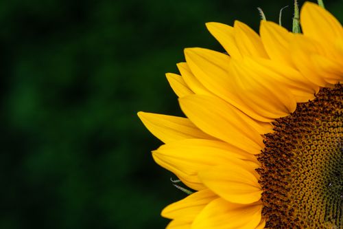 Free Half of vivid bright sunflower with tender yellow petals growing against dark green background Stock Photo