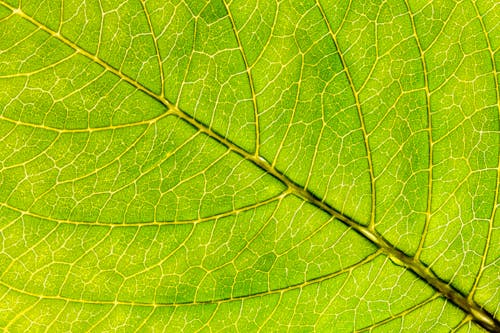 Green lush leaf texture with veins