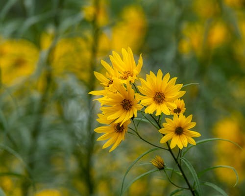 Free Bright yellow topinambur flowers on thin stem growing on lush meadow in summer park Stock Photo