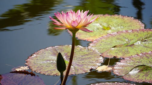 Imagine de stoc gratuită din floare, iaz, lotus