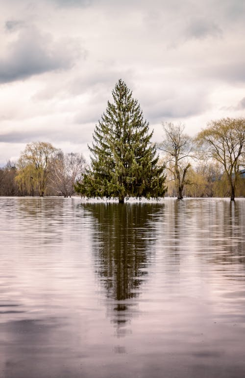 Fir growing in shallow lake in mixed woods