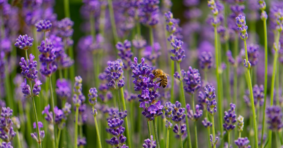 How to grow lavender in Texas