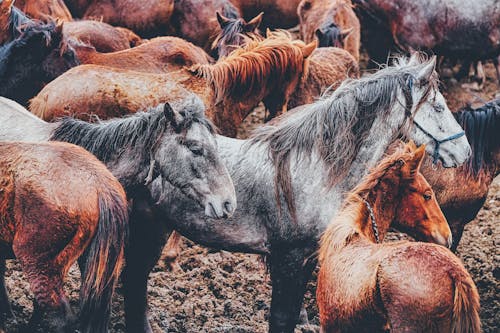 Foto profissional grátis de animais, animais selvagens, cavalos