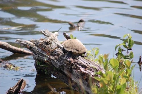 Imagine de stoc gratuită din animale, broască țestoasă, lac