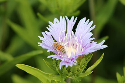 Imagine de stoc gratuită din albină, arc, floare