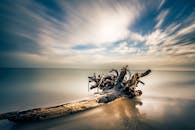 沙滩上，干燥腐烂的树干长时间暴露着，风景平静，无尽的大海与蓝天相接