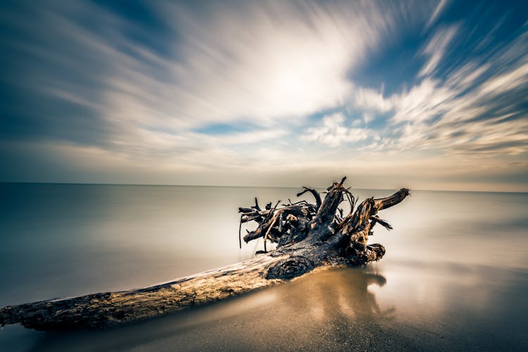 Rotten Trunk Lying In Sea Shallow