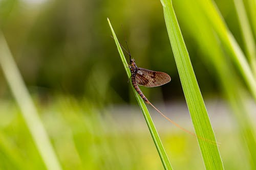 A Mayfly Perched on Green Leaf in Close Up Photography