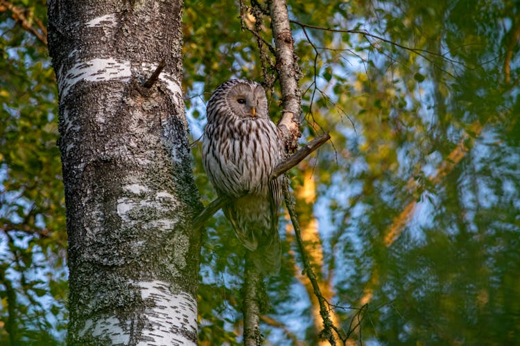 An Ural Owl Perched On A Tree