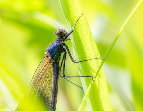 A Dragonfly Perche on a Leaf