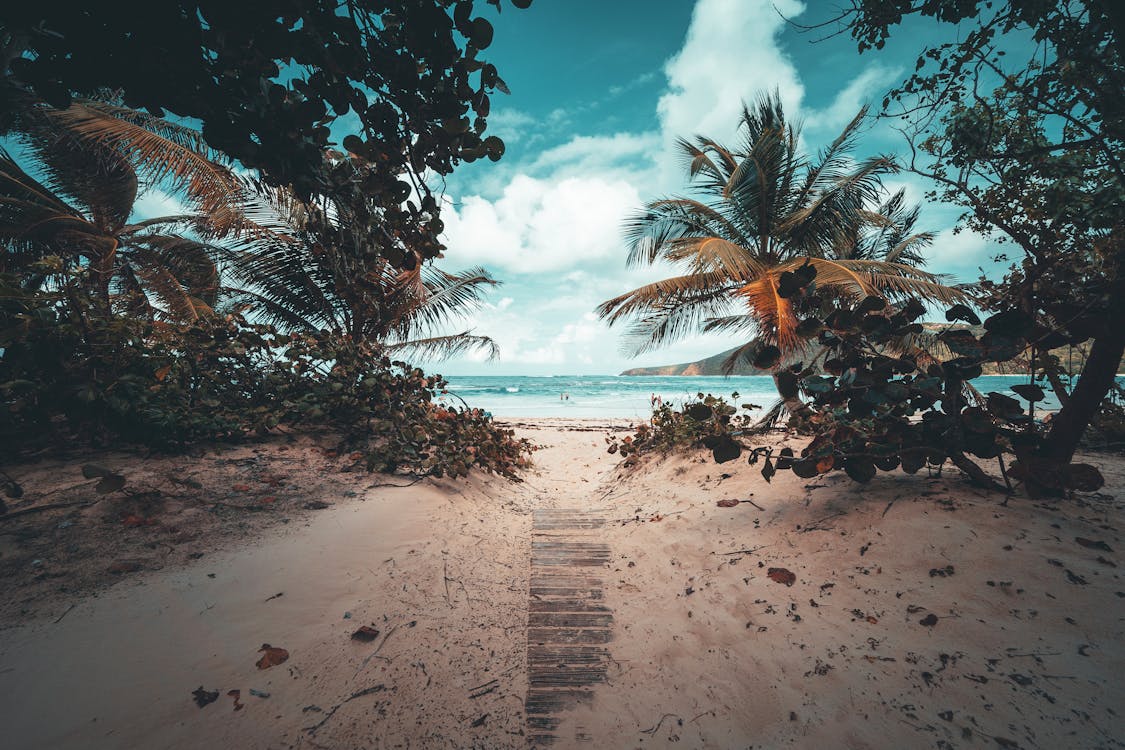 Pathway Towards the Beach