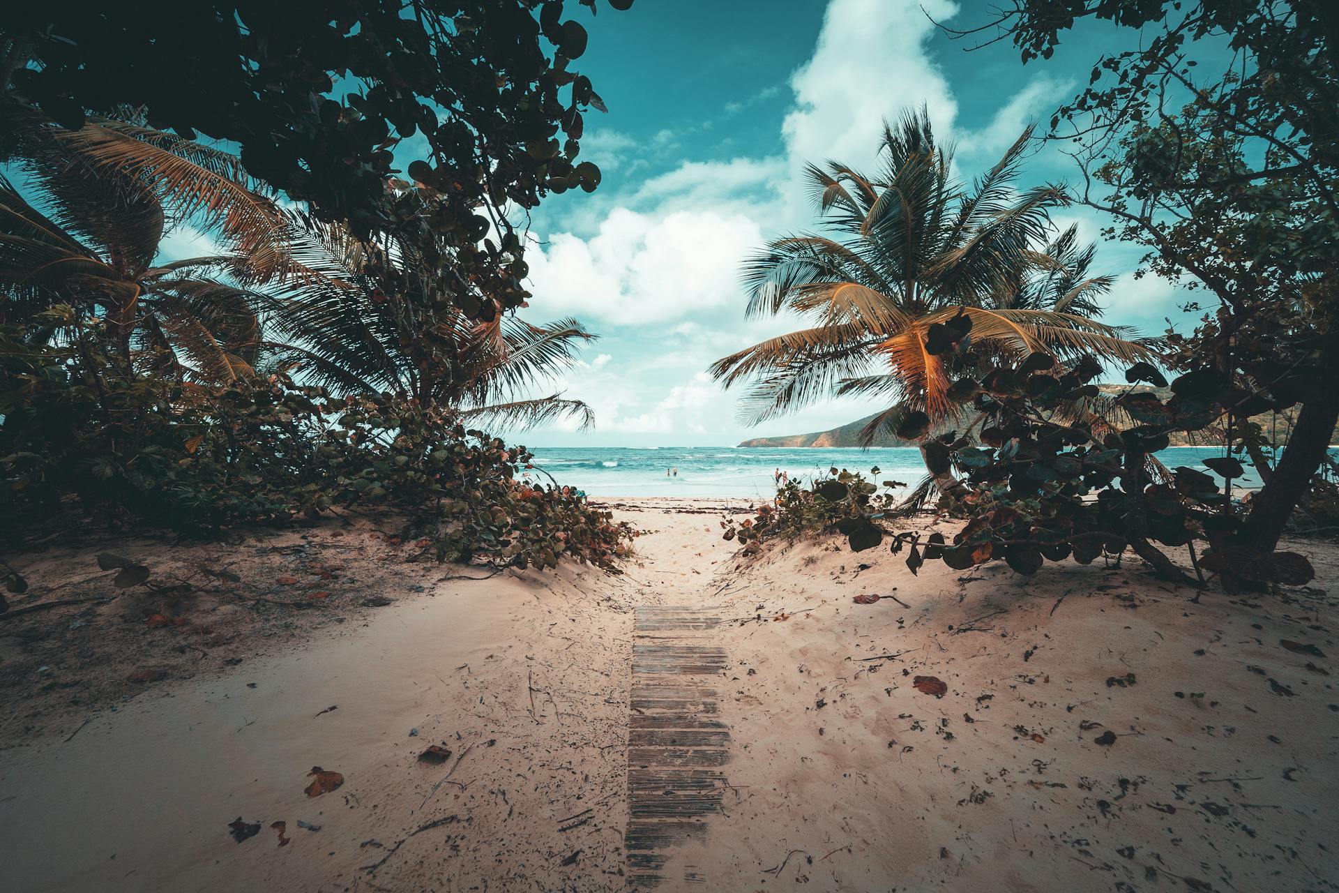 Discover a tranquil sandy pathway leading to a picturesque Puerto Rican beach with lush palm trees.