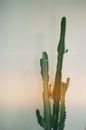Growth of a Cactus Plant