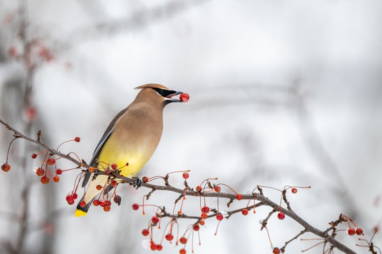 Cute Waxwing Bird With Berry In Beak Sitting On Tree