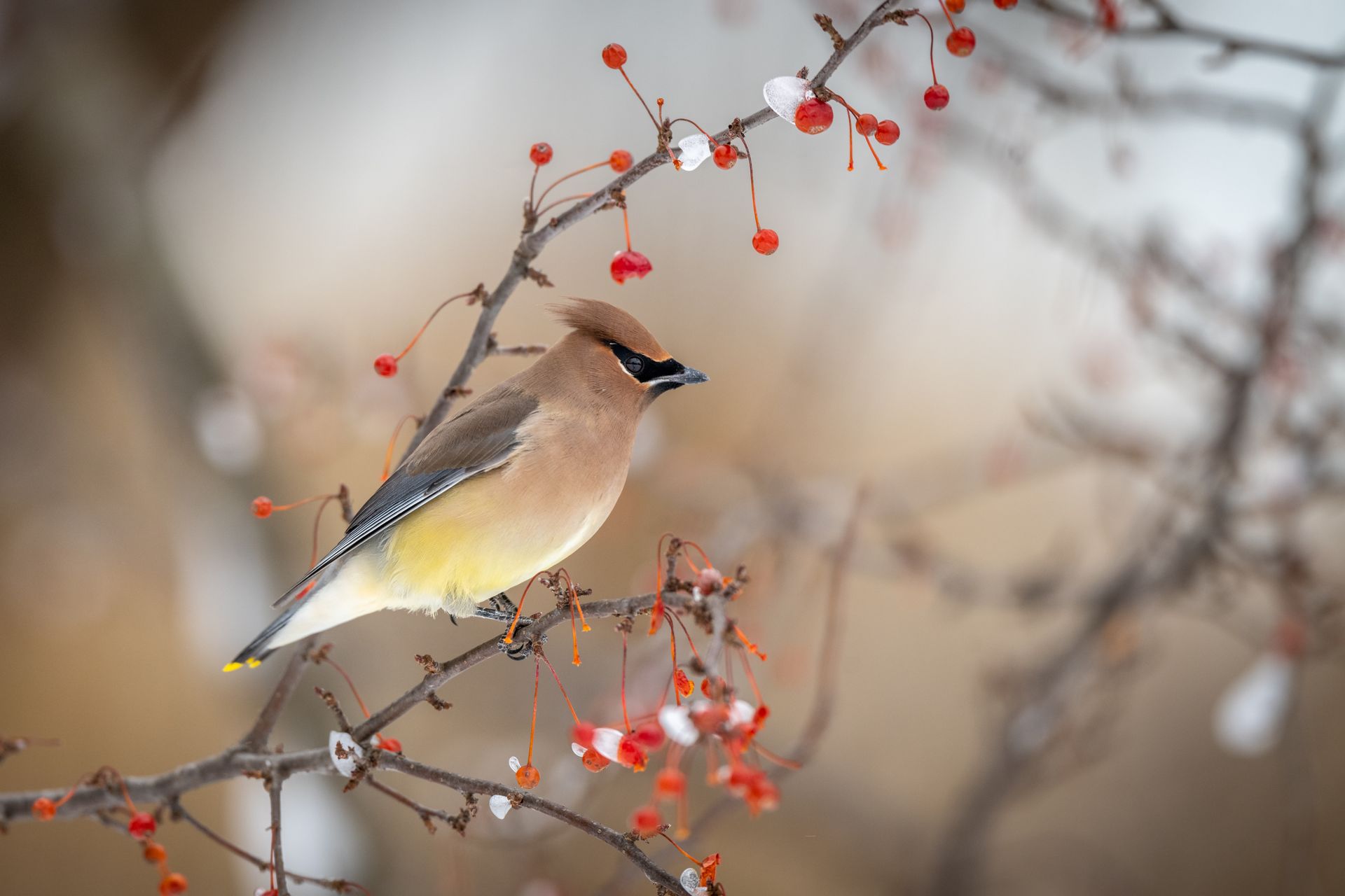 Cedar Waxwing on a snowy branch with red berries, showcasing peaceful winter wildlife.