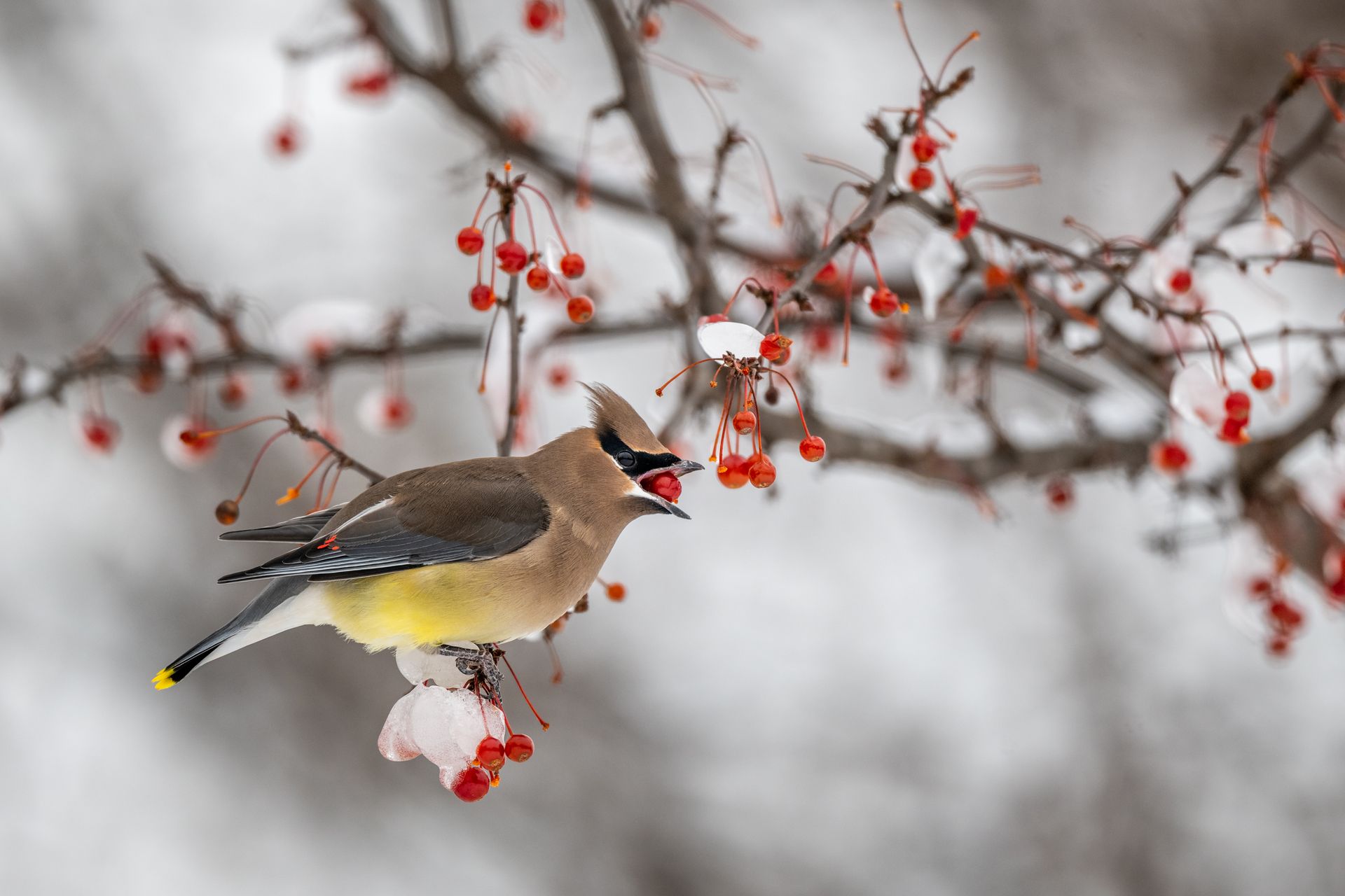 Side view of cute small cedar waxwing bird sitting on leafless tree branch covered with hoarfrost and eating red berry