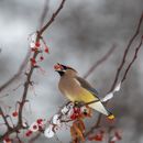 Graceful bird eating berry sitting on snowy twig