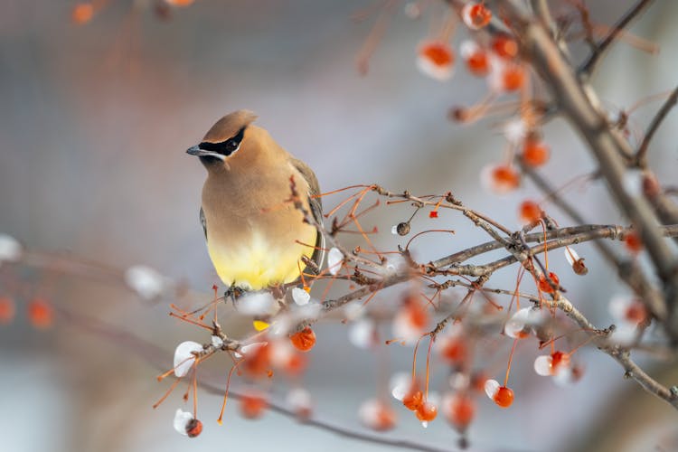 Cute Cedar Waxwing Bird Sitting On Leafless Tree Branch