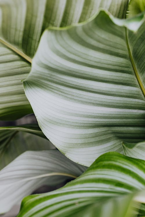 Big Leaves of a Garden Plant