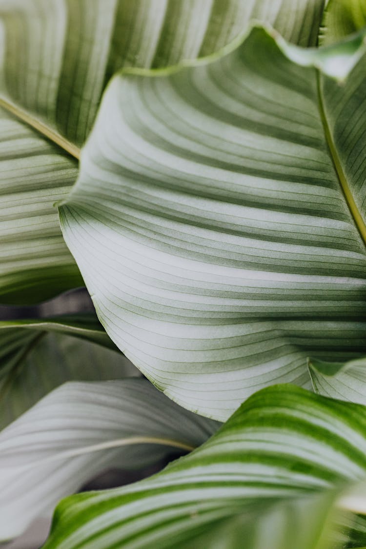 Big Leaves Of A Garden Plant