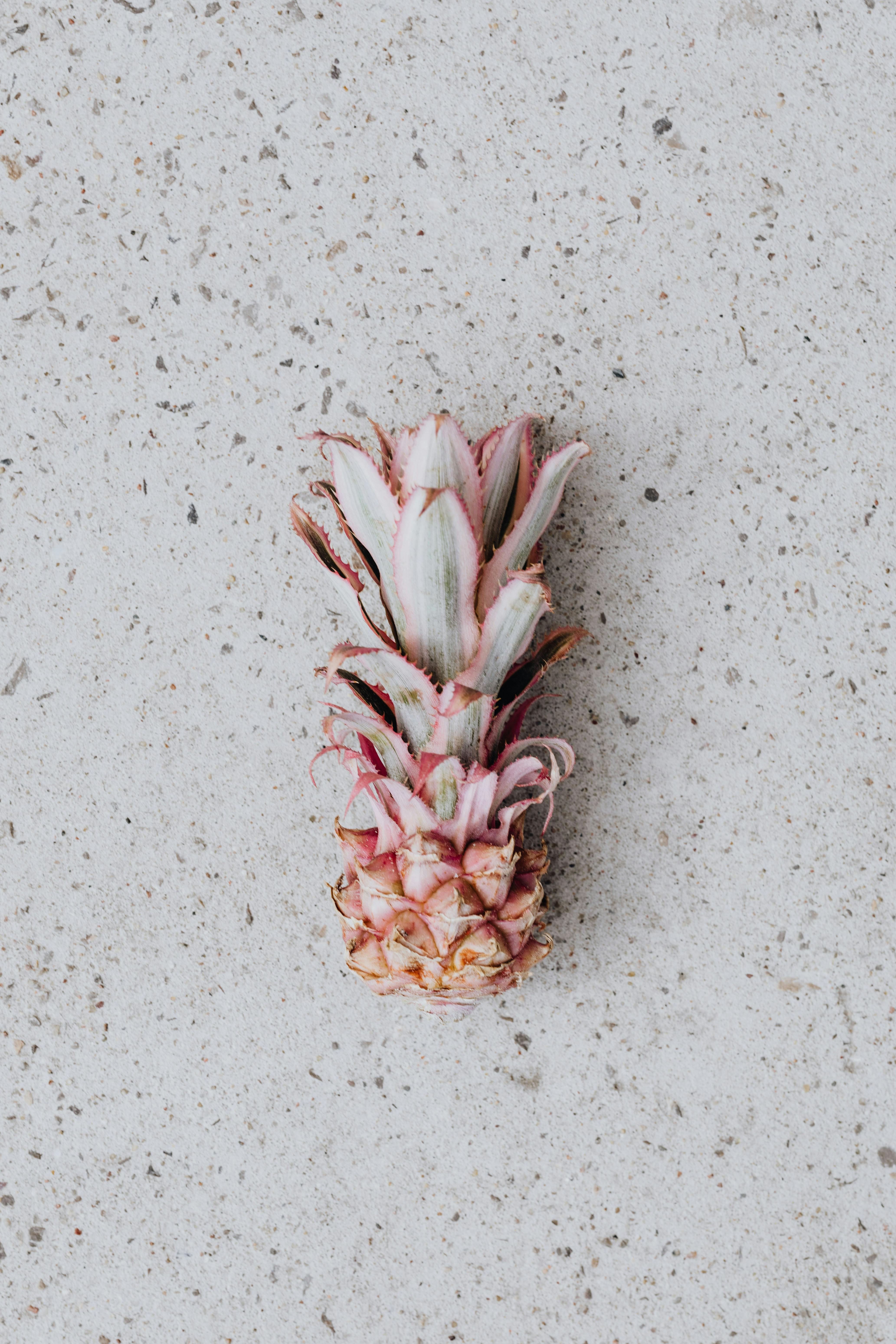 Pineapple Concrete Photos, Download The BEST Free Pineapple Concrete