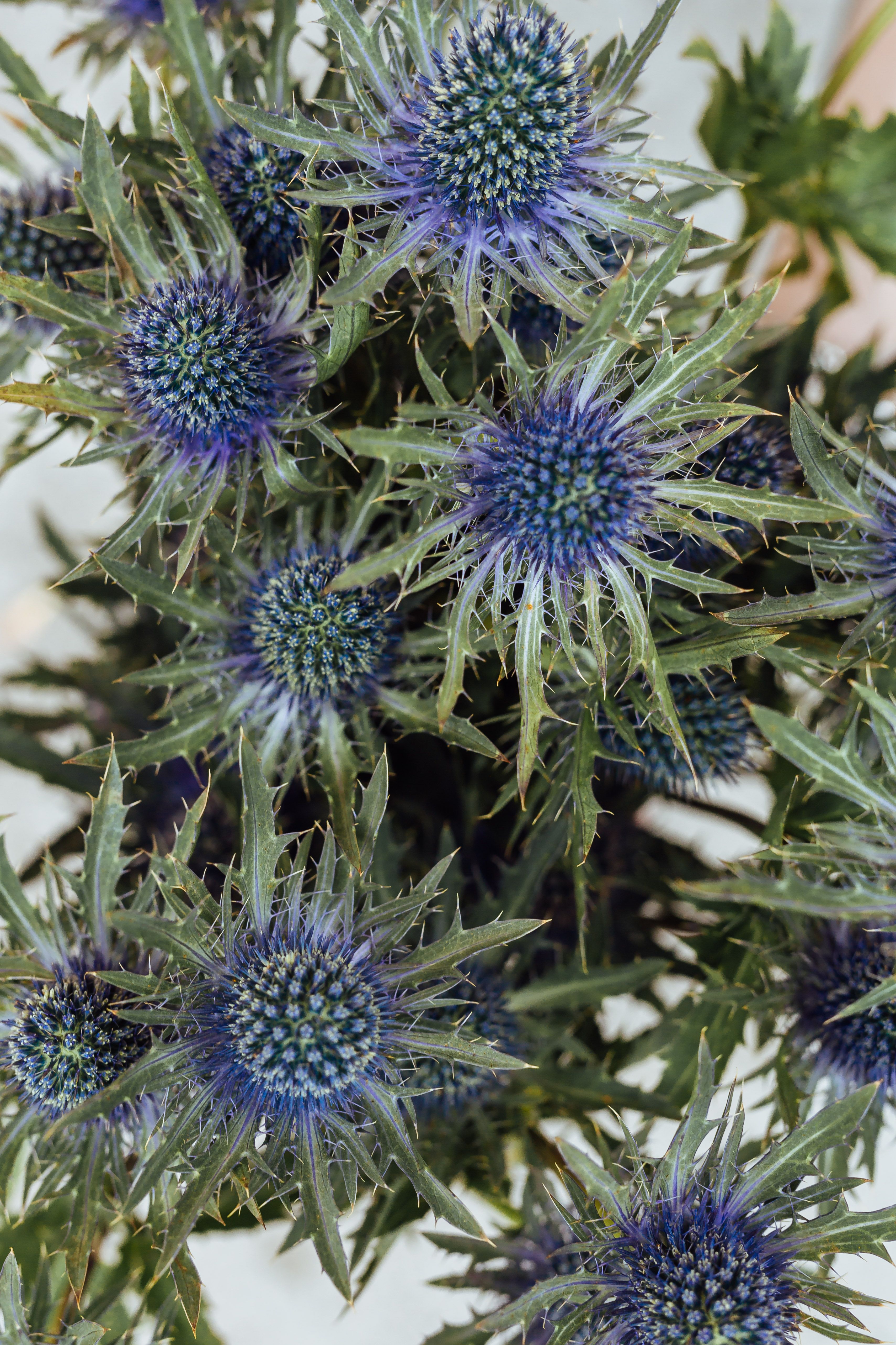 蓝色海冬青花的特写镜头，叶子带刺，非常适合植物主题
