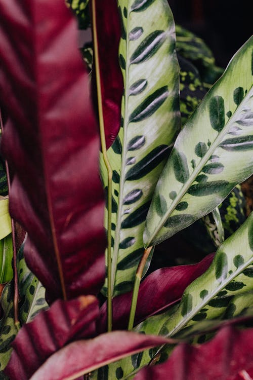 Green and Red Plant Leaves