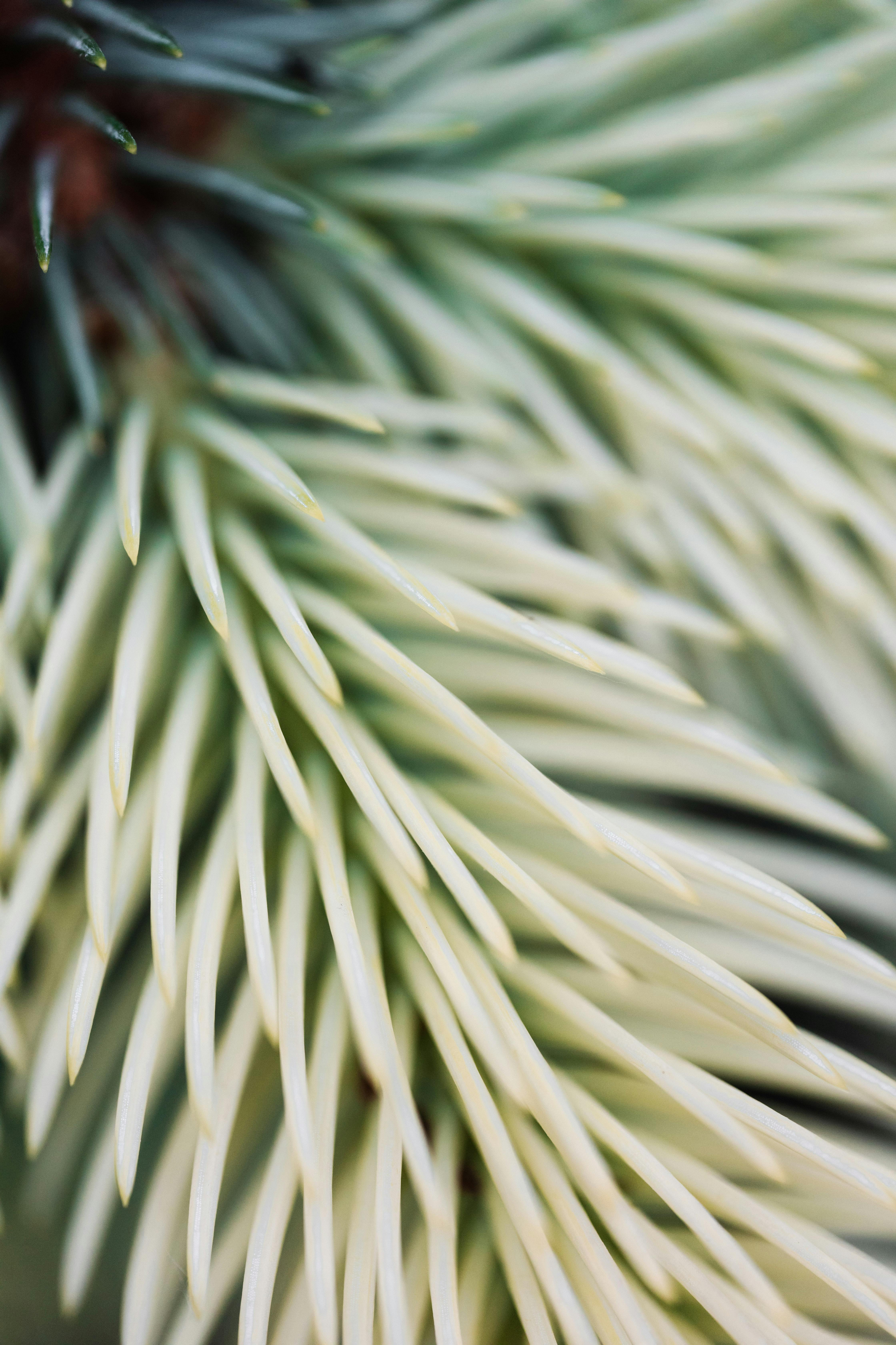 macro photography of pine needles