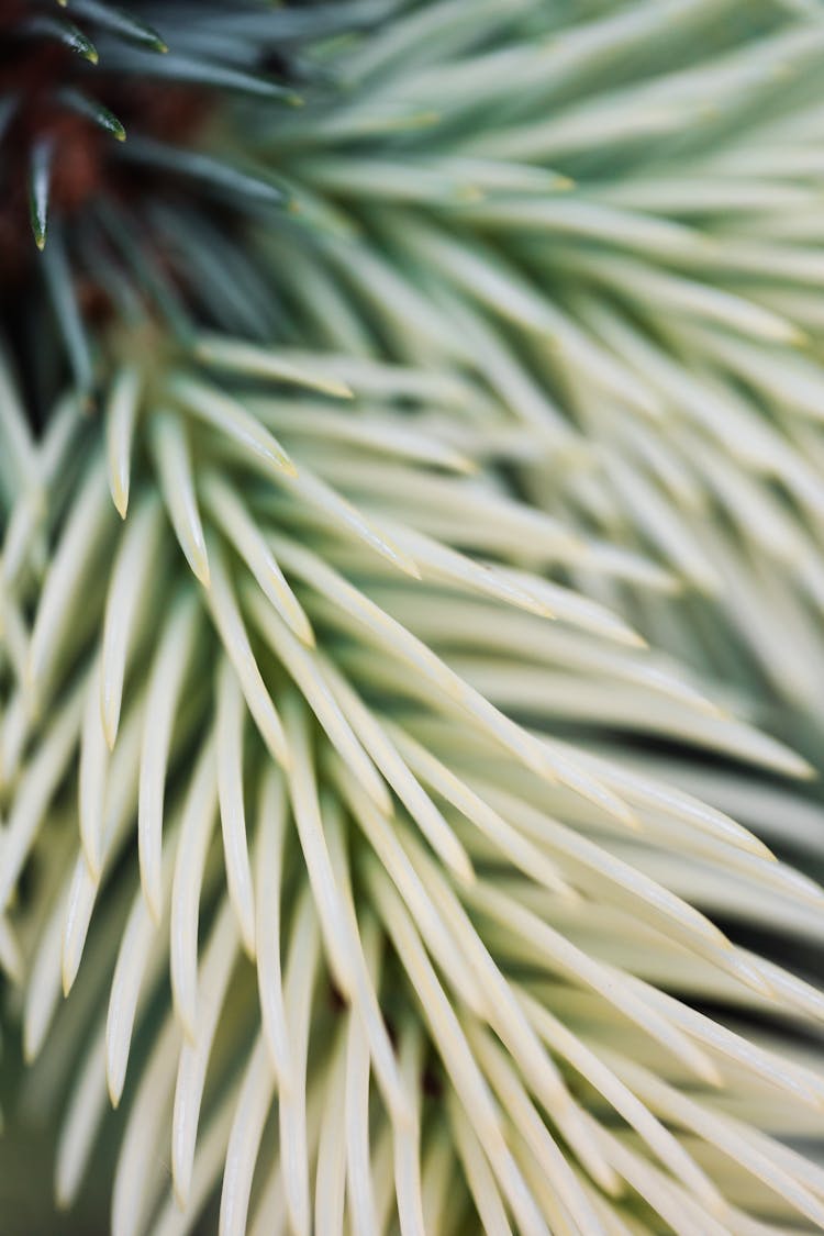 Macro Photography Of Pine Needles