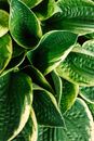 Green Leaves in Close-0p Shot
