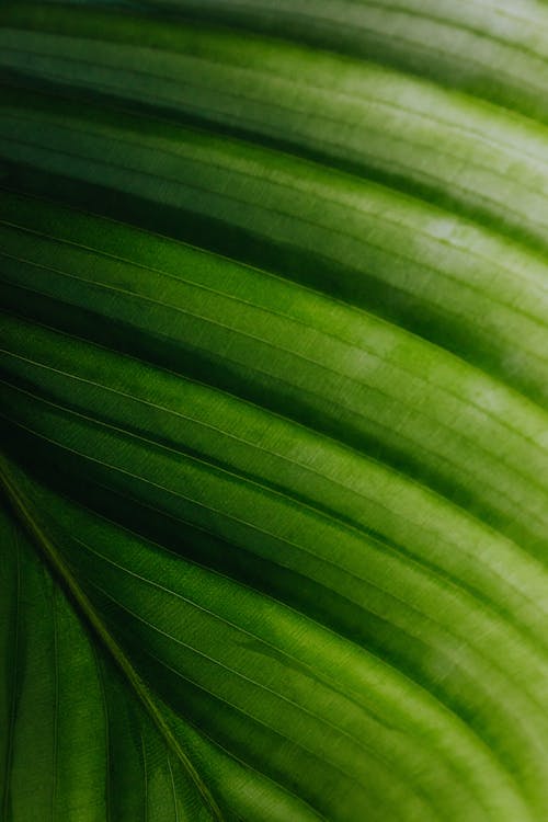 Macro Photography of a Leaf