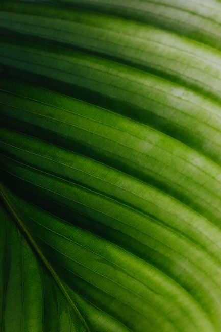 Detailed macro shot of a lush green leaf showcasing its natural texture and veining.