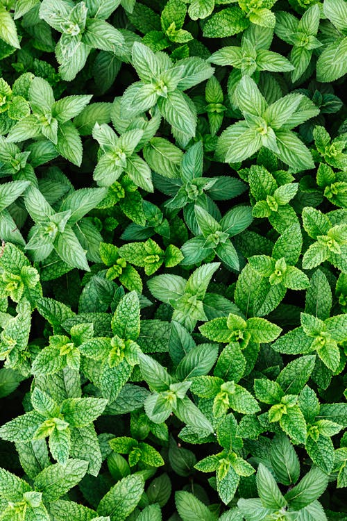 Free Green Leaves of a Spearmint Plant Stock Photo