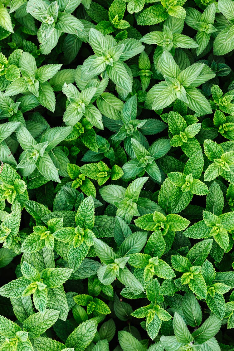 Green Leaves Of A Spearmint Plant