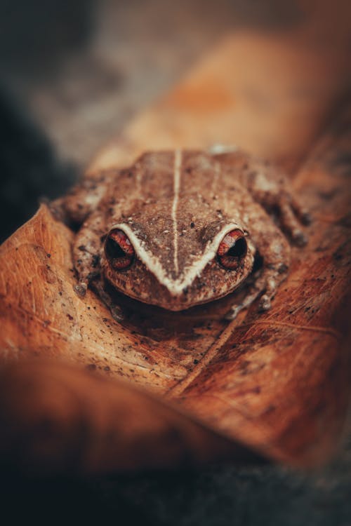 A Frog over a Fallen Dry Leaf