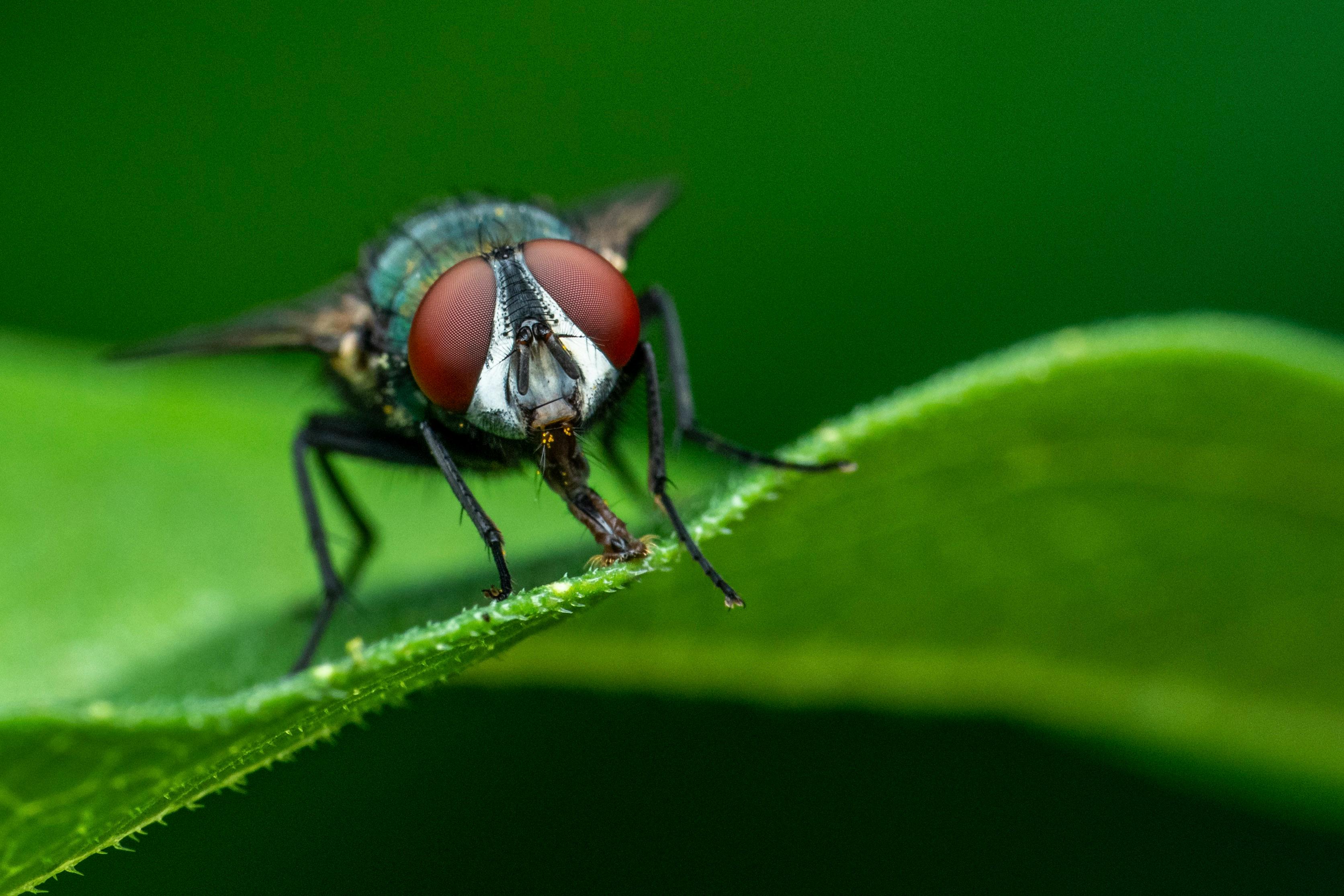 Insect with red compound eyes · Free Stock Photo