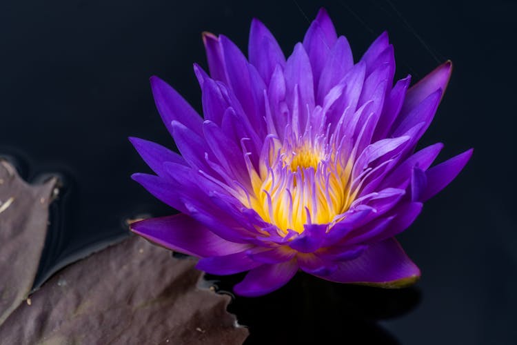 Violet Lotus Over Surface Of Water