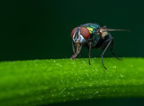 Macro fly with tiny thin legs and big red compound eyes drinking water from surface of colorful verdant stem in woodland on blurred background