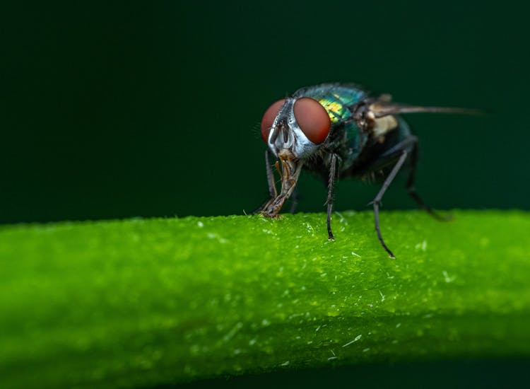 Avian Insect On Stem In Forest